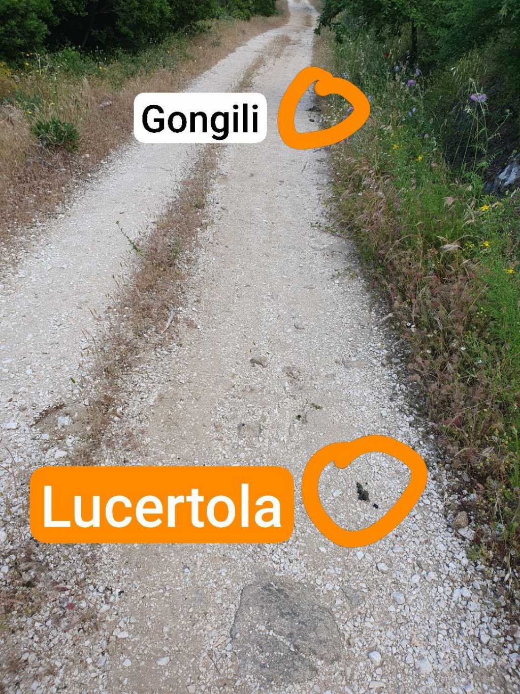 Ecatombe di rettili - chi  stato? IMMAGINI FORTI